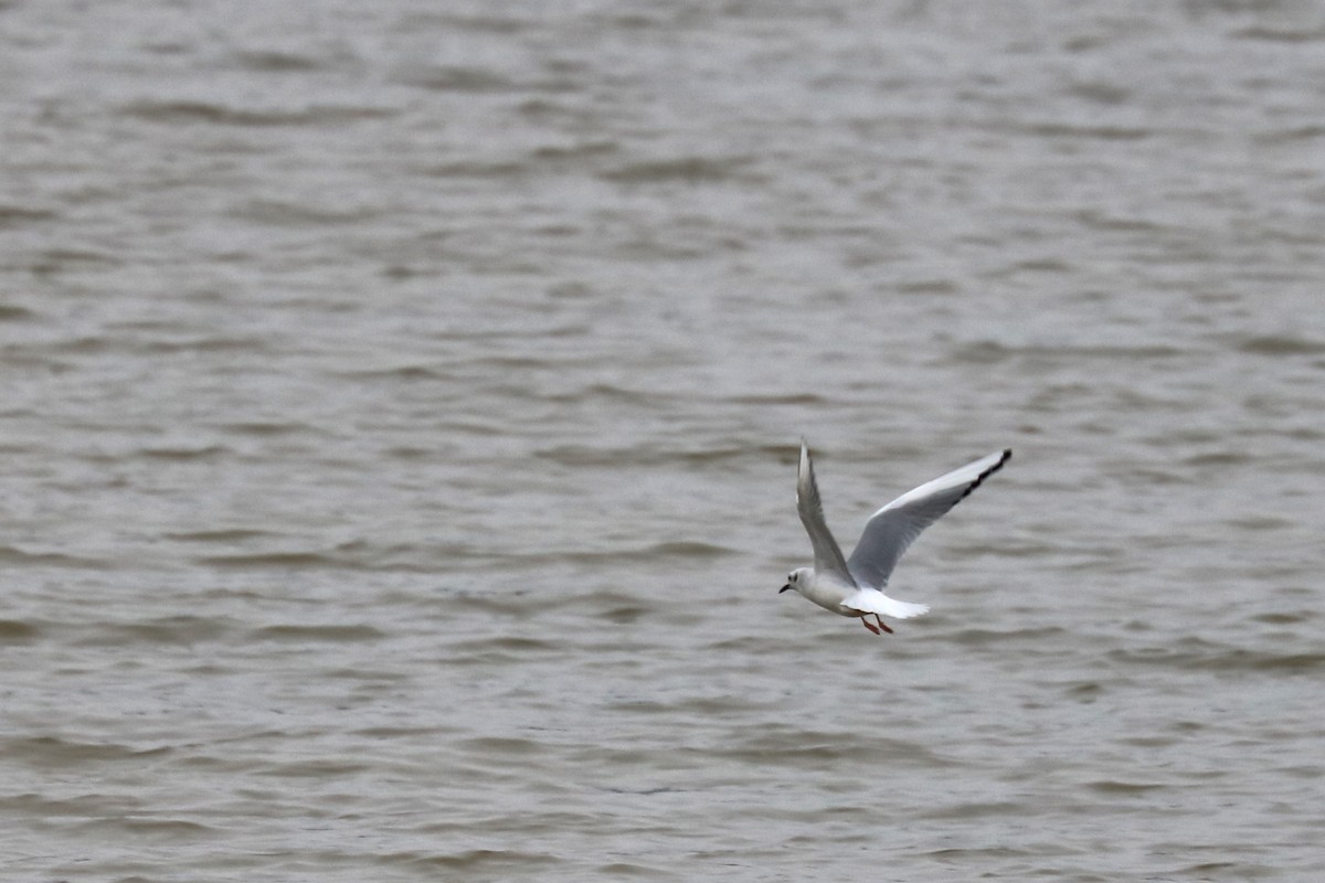 Bonaparte's Gull - ML140823061