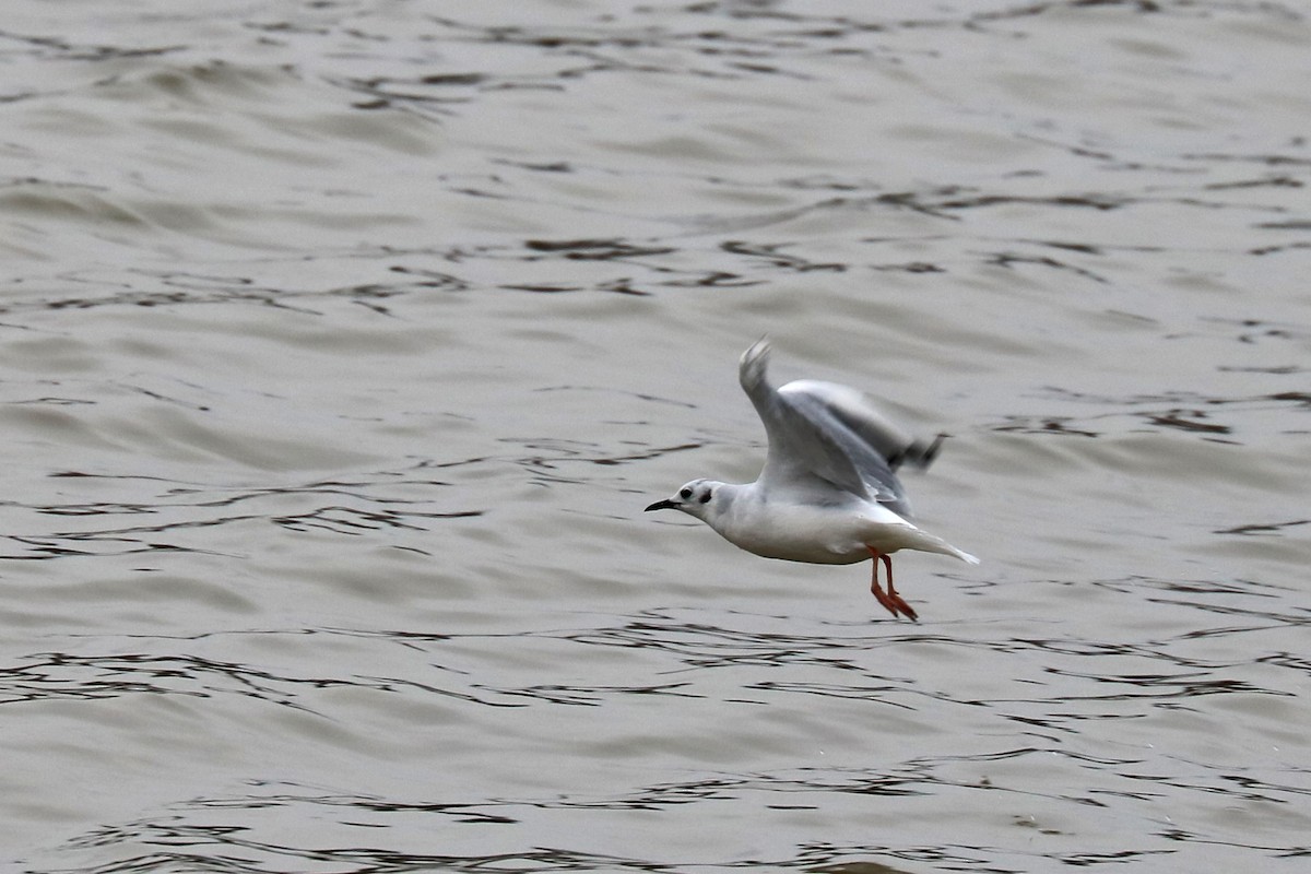 Bonaparte's Gull - ML140823071