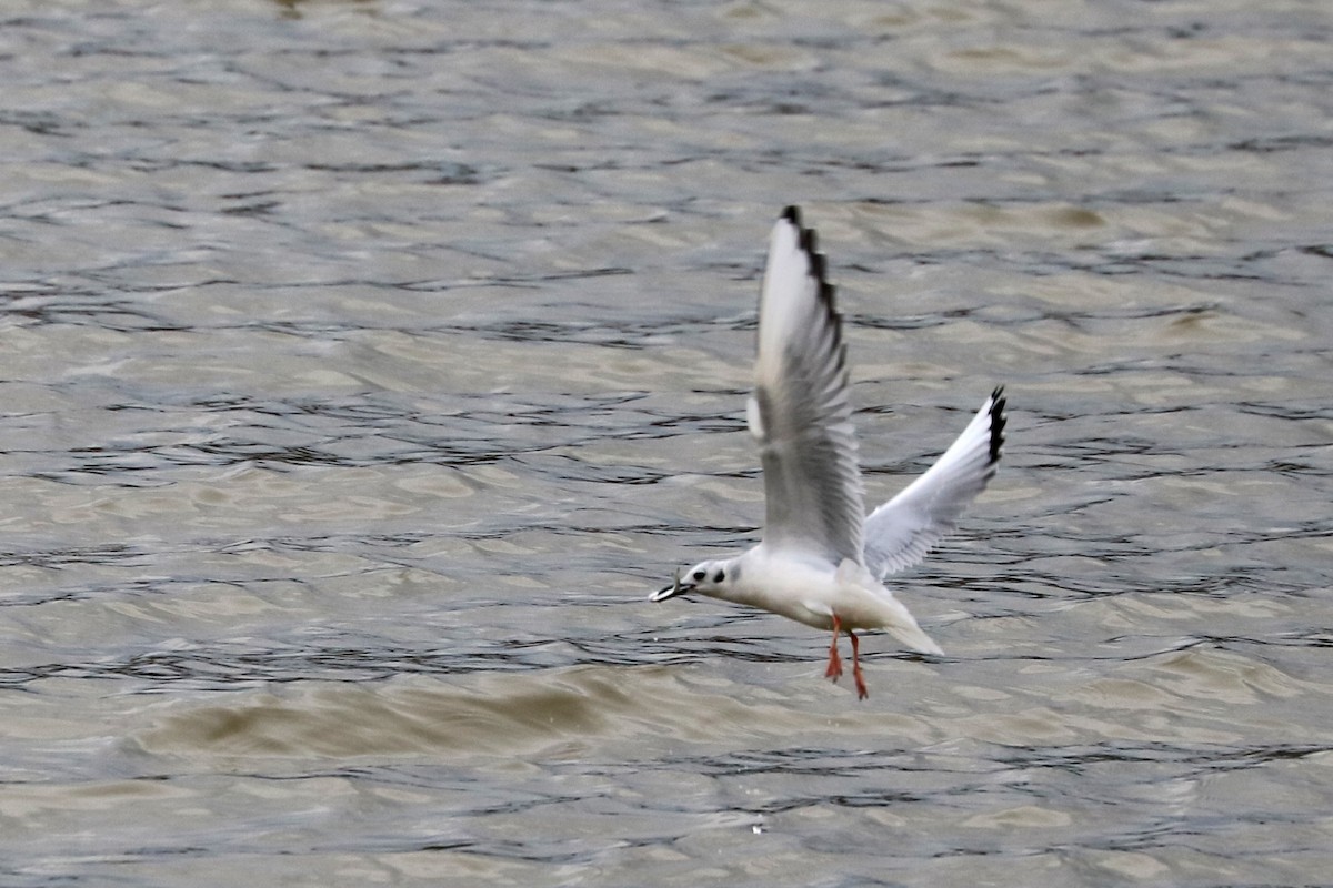 Bonaparte's Gull - ML140823081