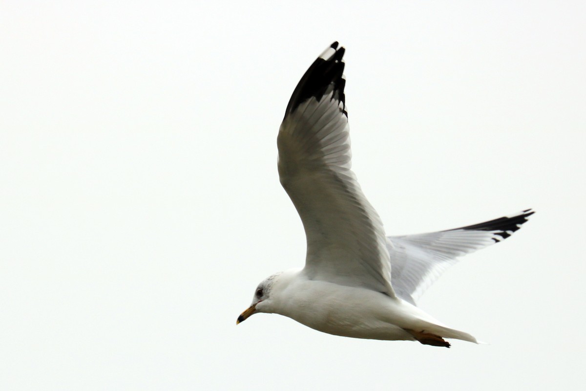 Ring-billed Gull - ML140823131