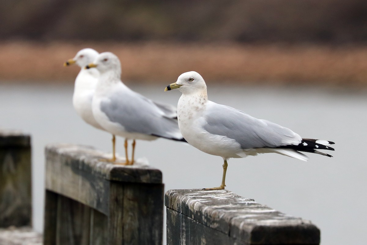 Ring-billed Gull - ML140823141