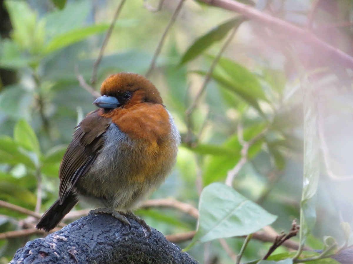 Prong-billed Barbet - ML140823821