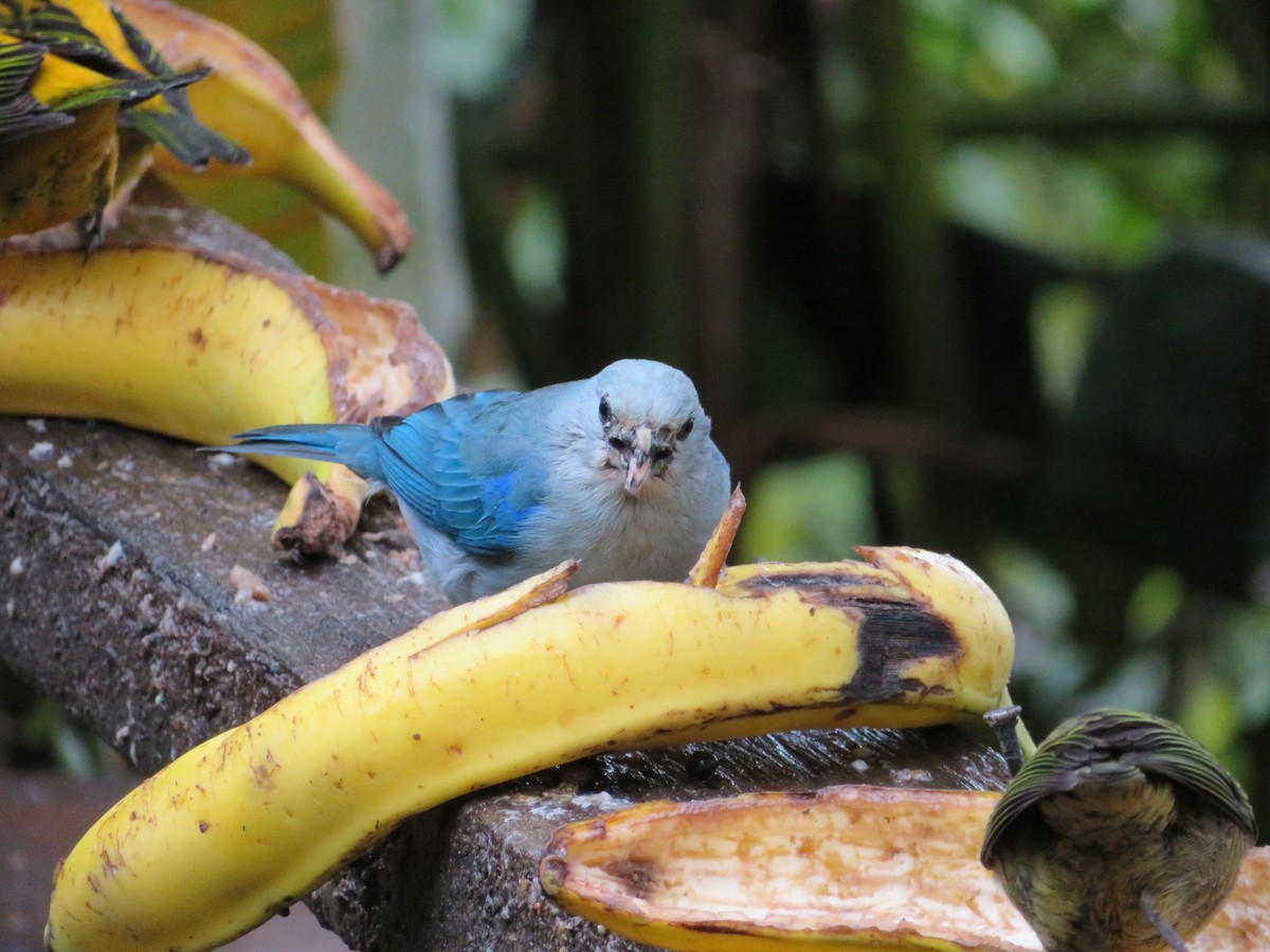 Blue-gray Tanager - ML140824001