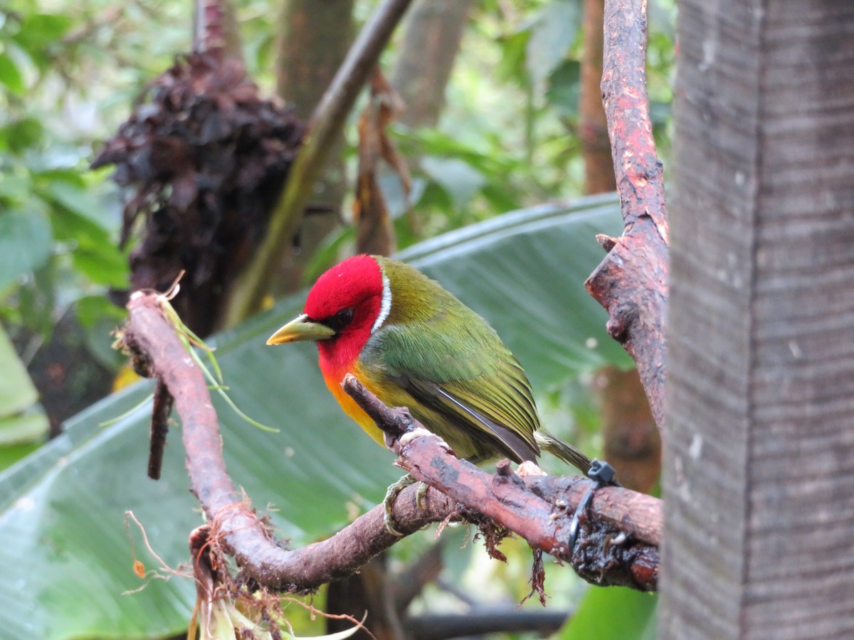 Red-headed Barbet - ML140824101