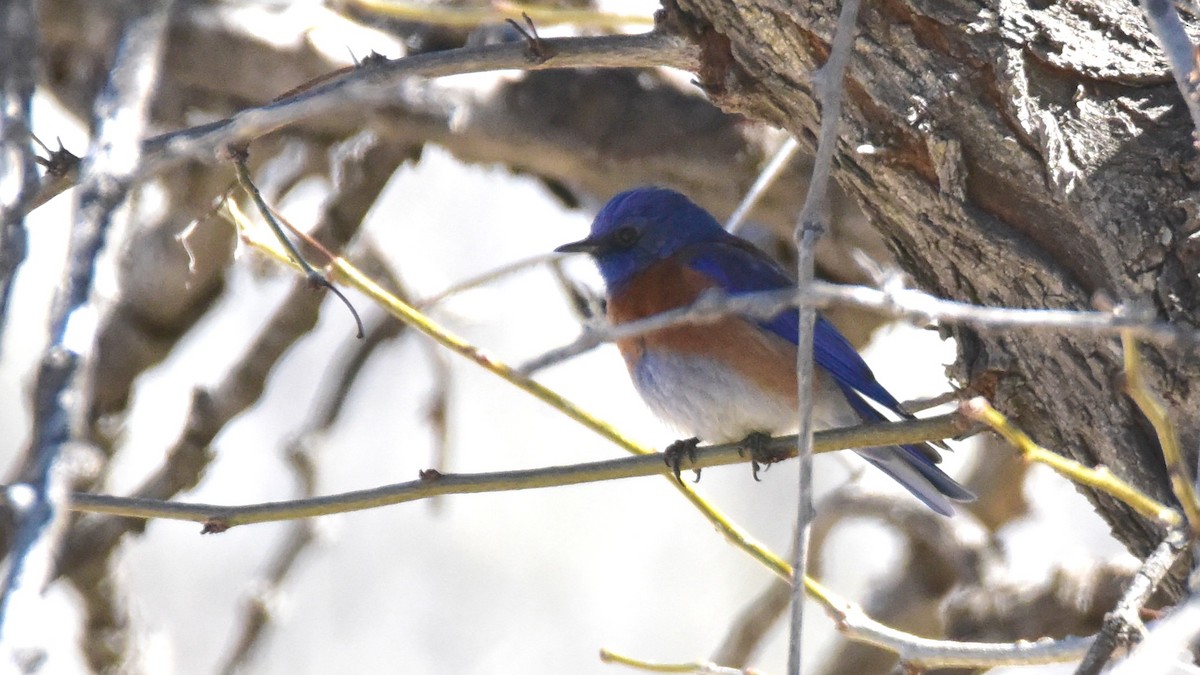 Western Bluebird - Curtis McCamy