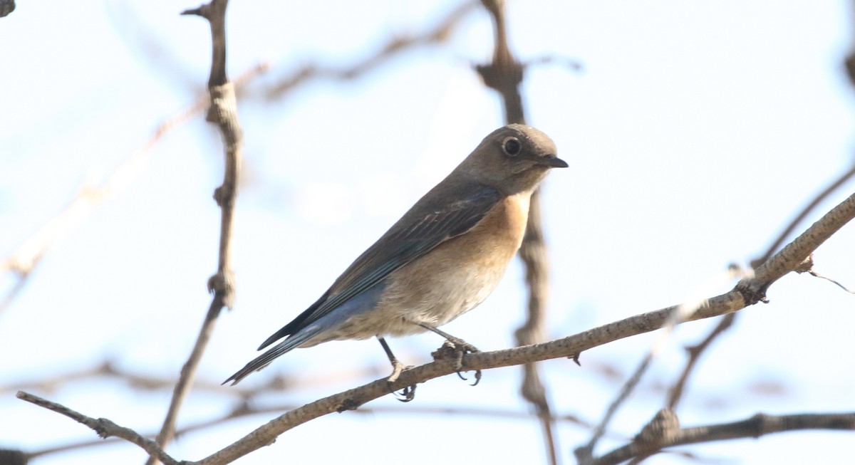 Blaukehl-Hüttensänger - ML140825471