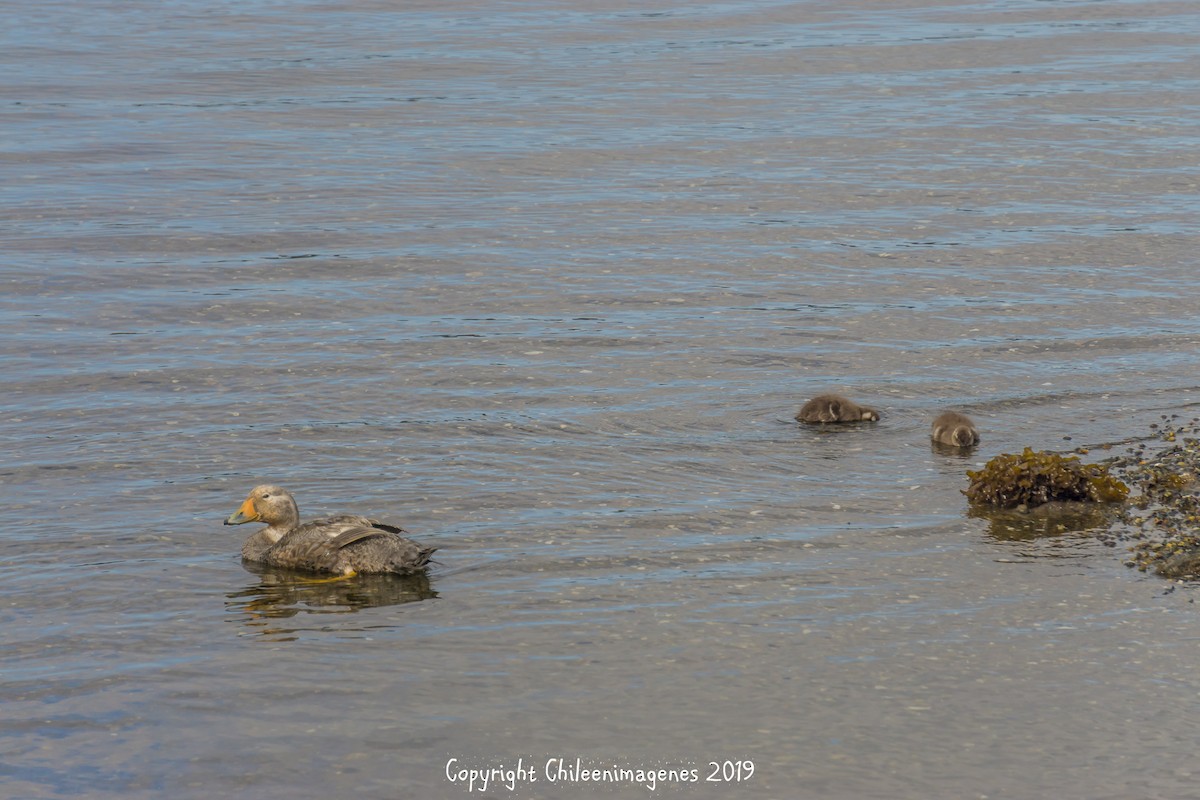 Flightless Steamer-Duck - ML140826131