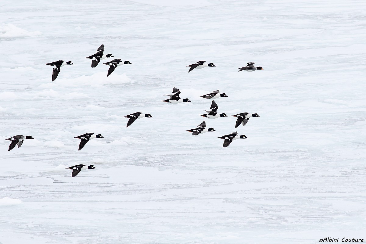 Barrow's Goldeneye - ML140826221