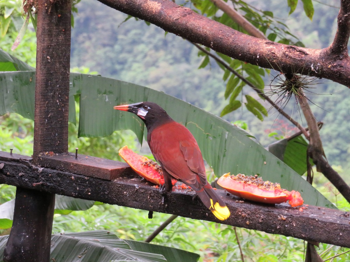 Montezuma Oropendola - ML140826311