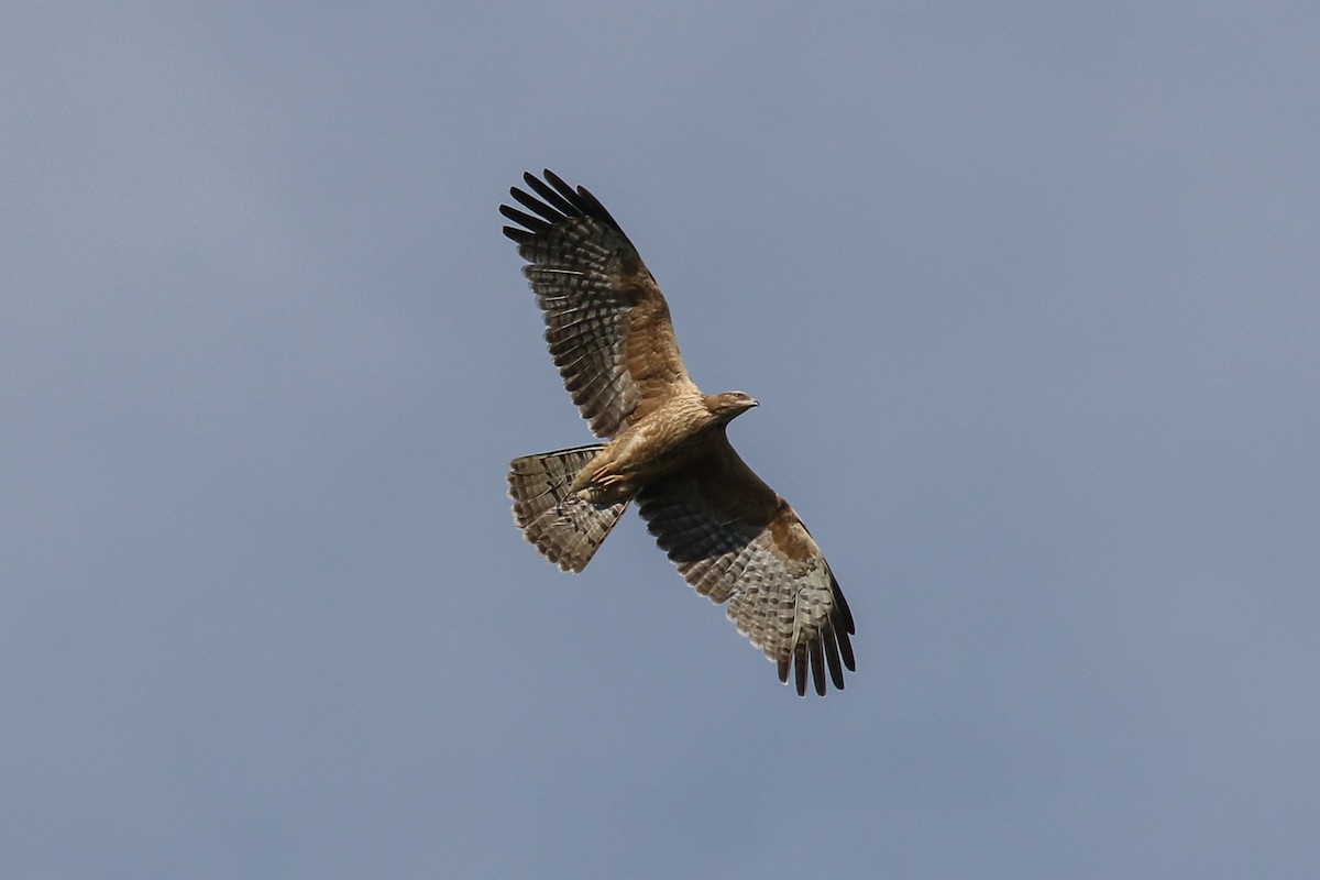 Oriental Honey-buzzard - ML140829431