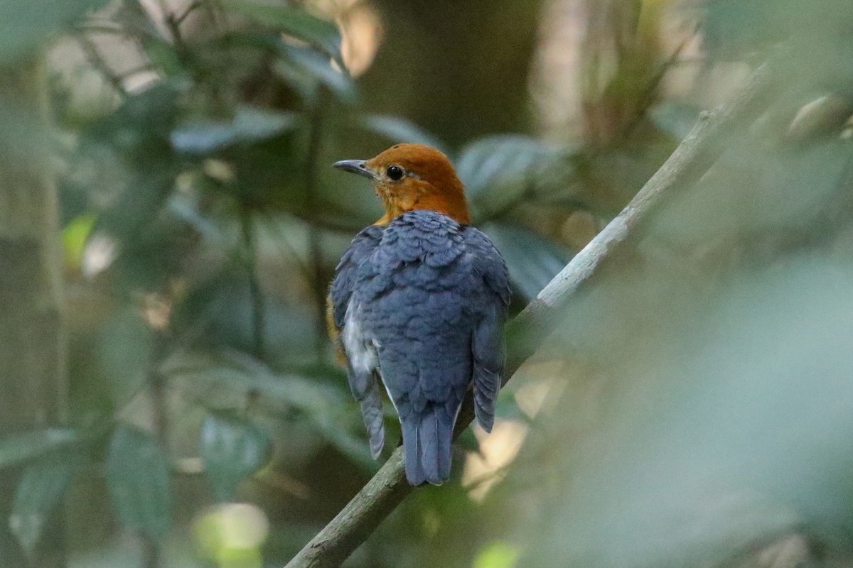 Orange-headed Thrush - ML140829881