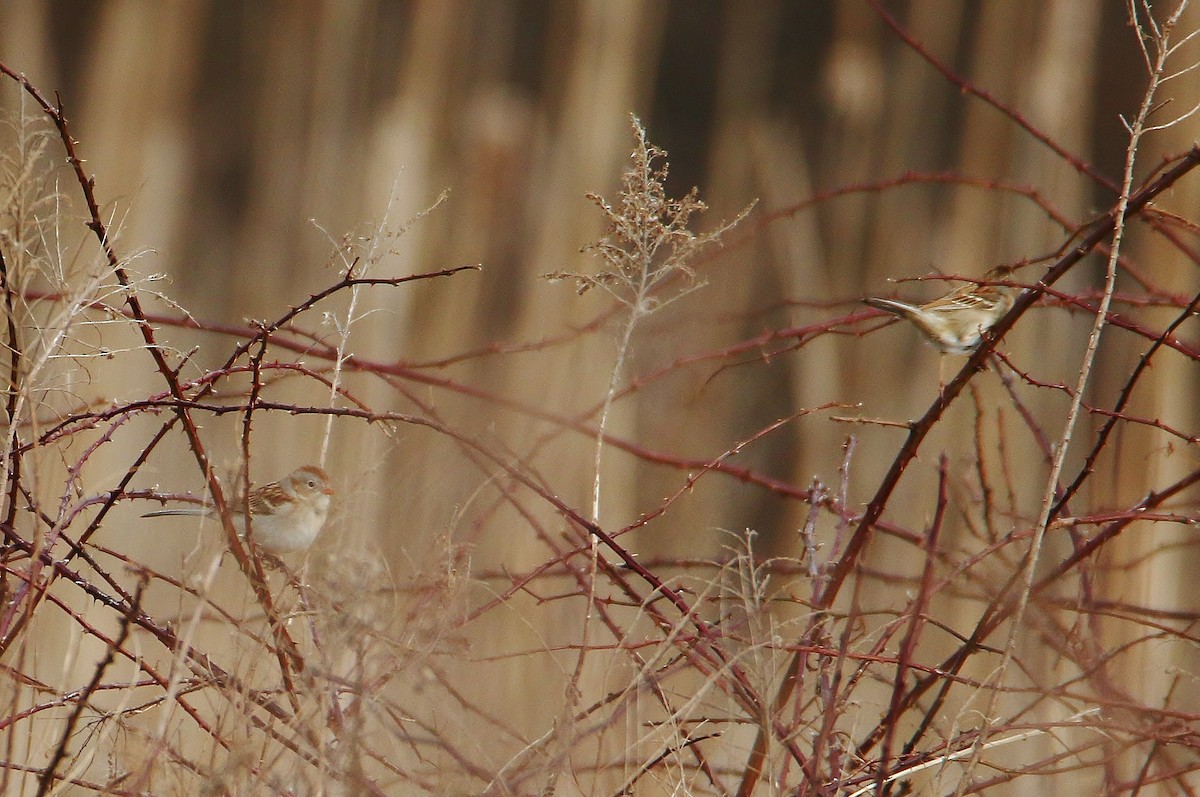 Field Sparrow - Patrick Carney