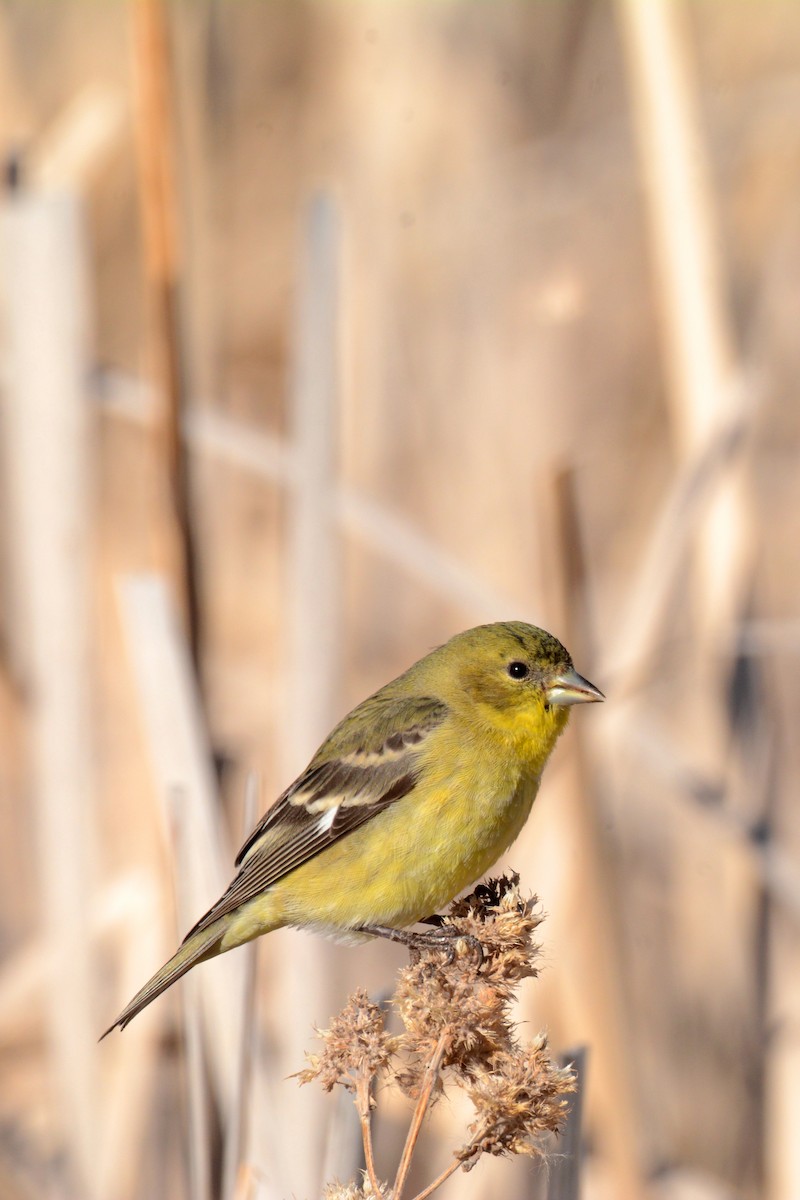 Lesser Goldfinch - Andy Bankert
