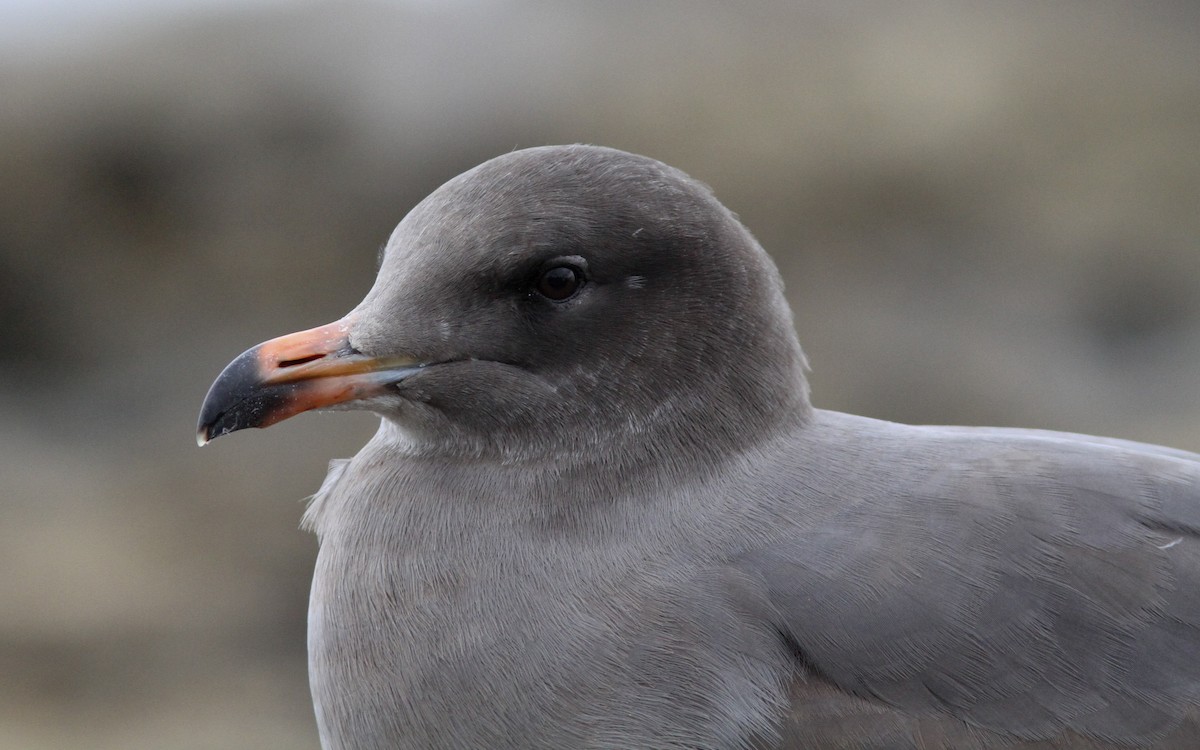 Heermann's Gull - Sean Fitzgerald