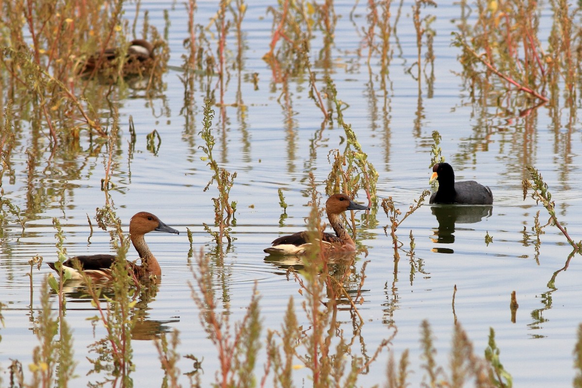 Fulvous Whistling-Duck - ML140832271