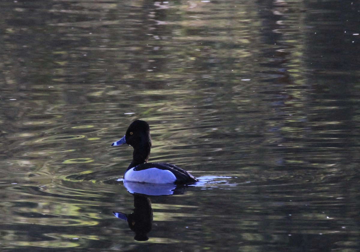 Ring-necked Duck - ML140832531