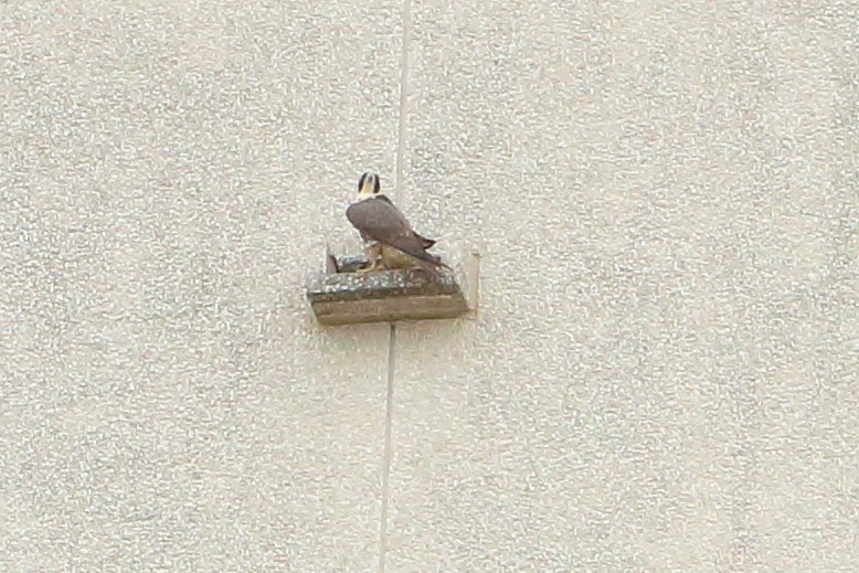 Peregrine Falcon - ML140834141