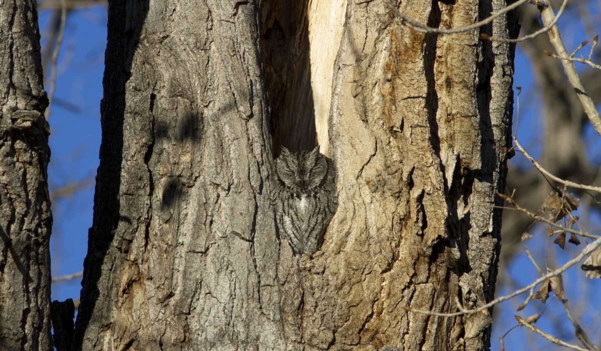 Western Screech-Owl - Richard Bunn