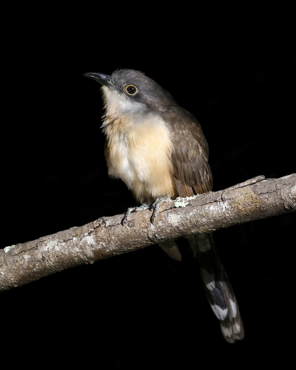 Dark-billed Cuckoo - ML140835001