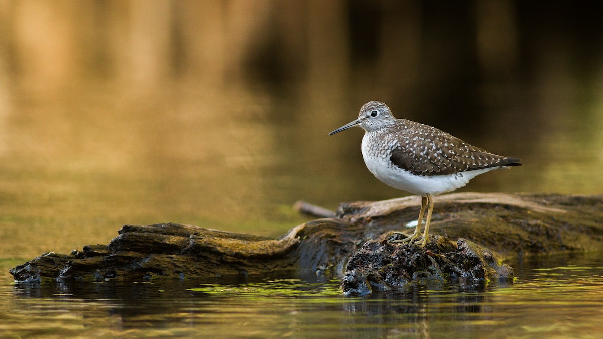 Solitary Sandpiper - Fyn Kynd