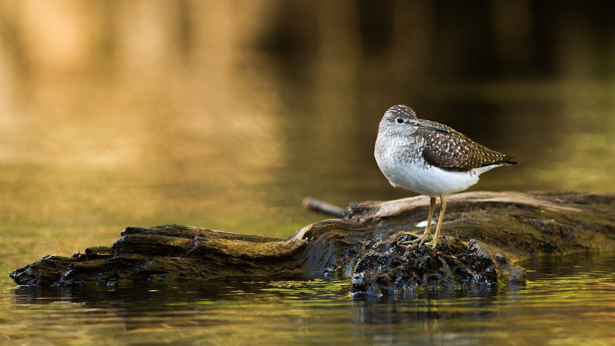 Solitary Sandpiper - ML140837461