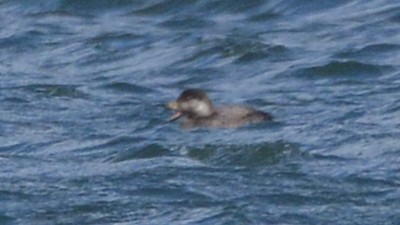 Black Scoter - ML140837531