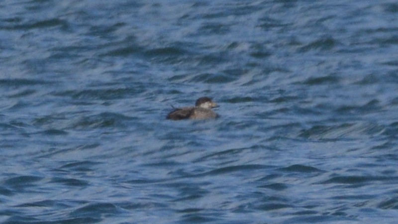 Black Scoter - ML140837601