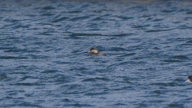 Black Scoter - ML140837611