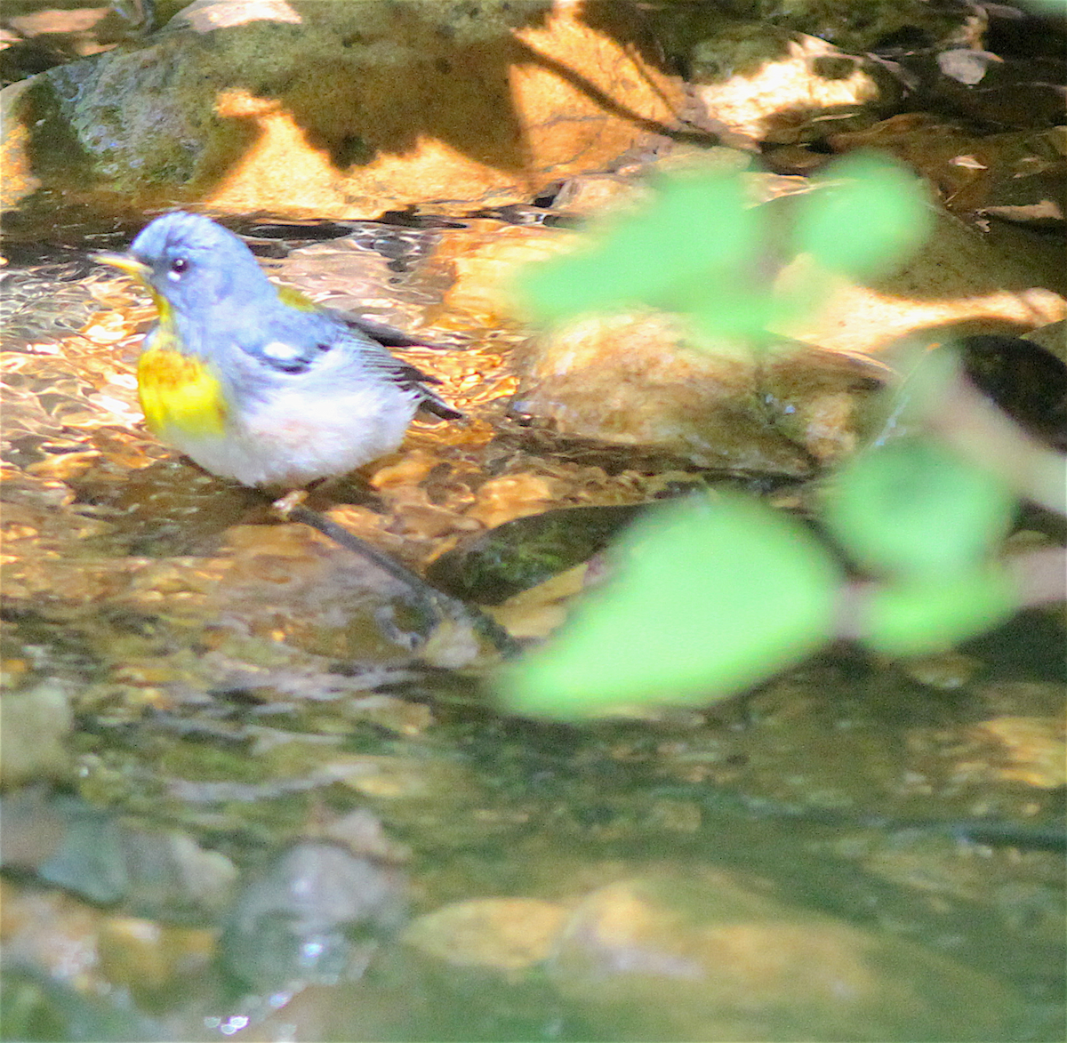 Northern Parula - ML140838411