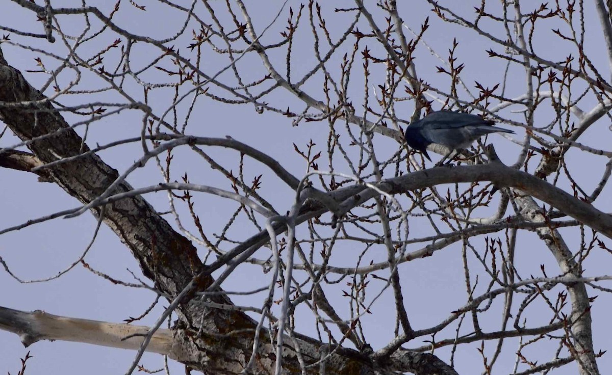 Pinyon Jay - ML140838541