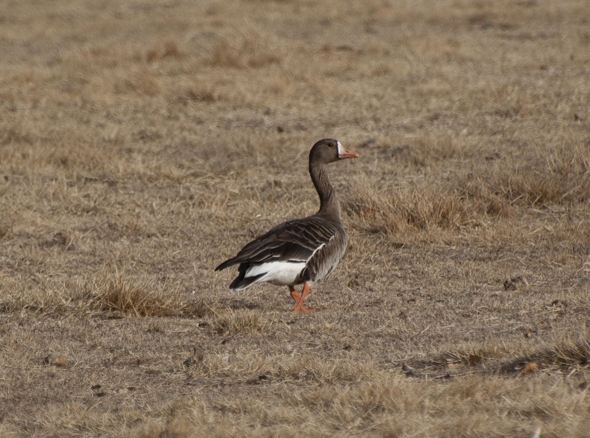 Greater White-fronted Goose - ML140838751