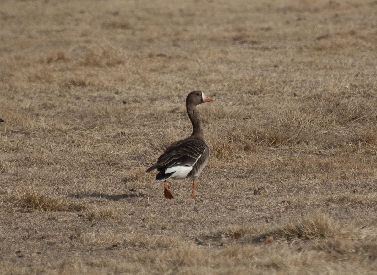 Greater White-fronted Goose - ML140838781