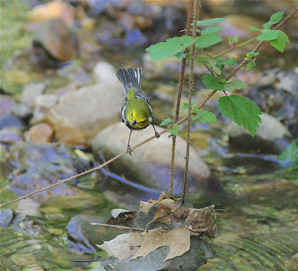 grønnparula - ML140839901