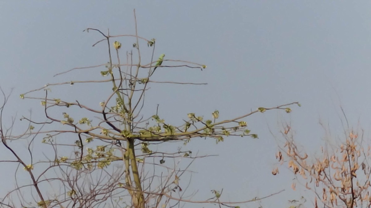 Rose-ringed Parakeet - Ramesh Desai
