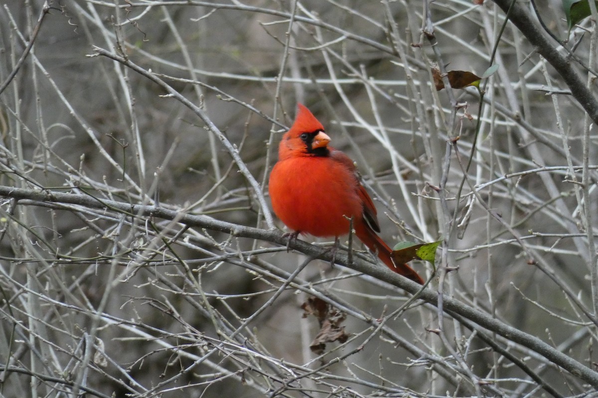 Northern Cardinal - ML140840571