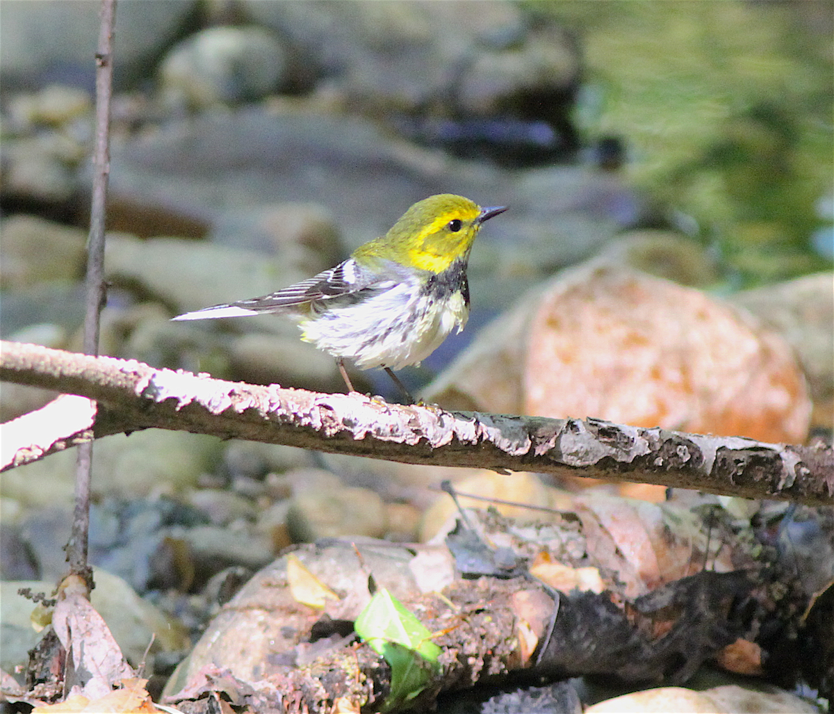 Black-throated Green Warbler - ML140841081