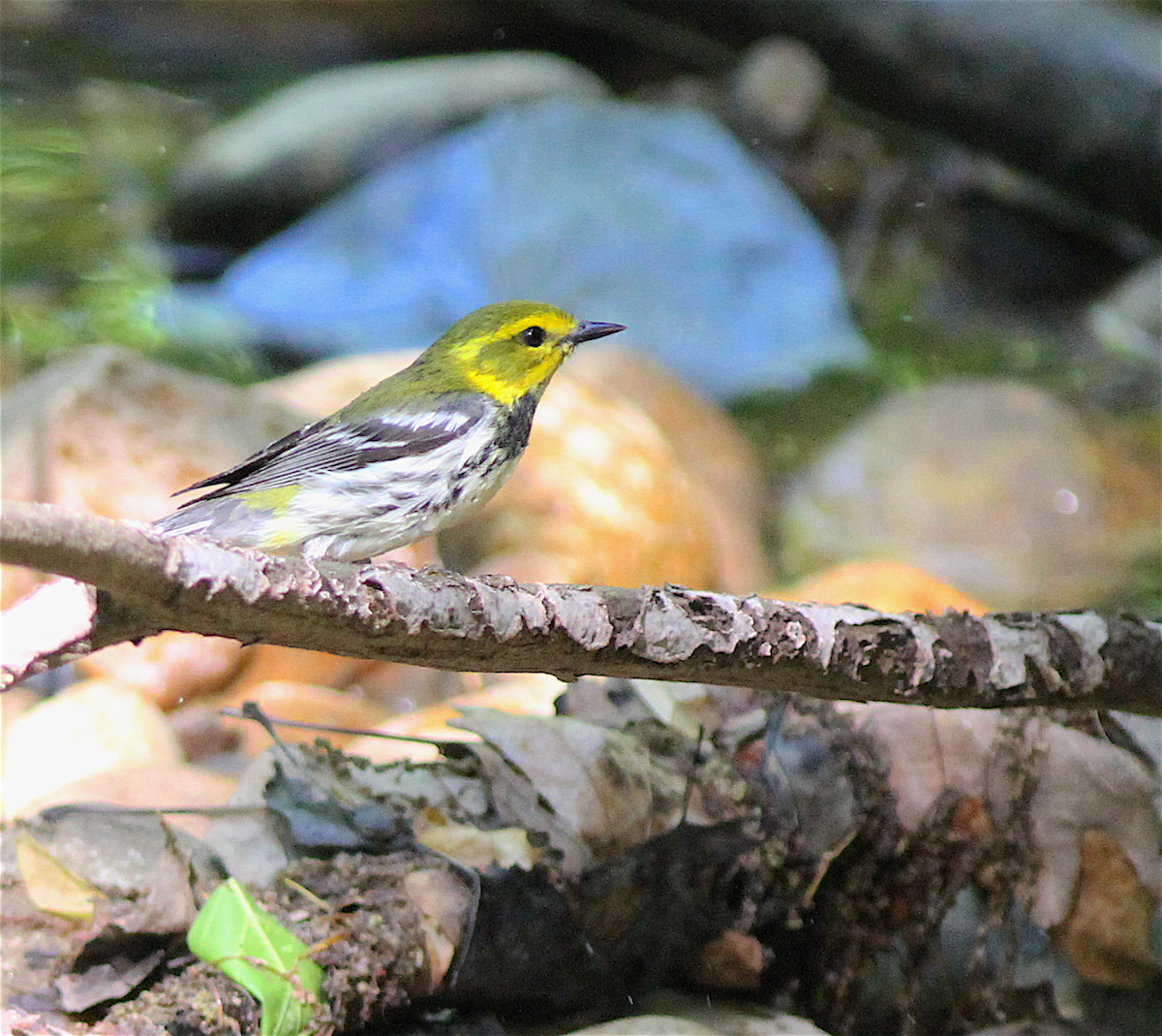 Black-throated Green Warbler - ML140841091