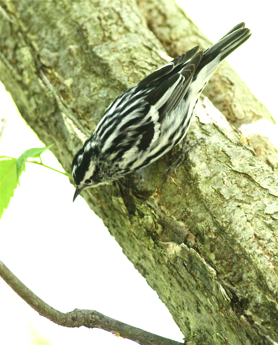 Black-and-white Warbler - ML140841451