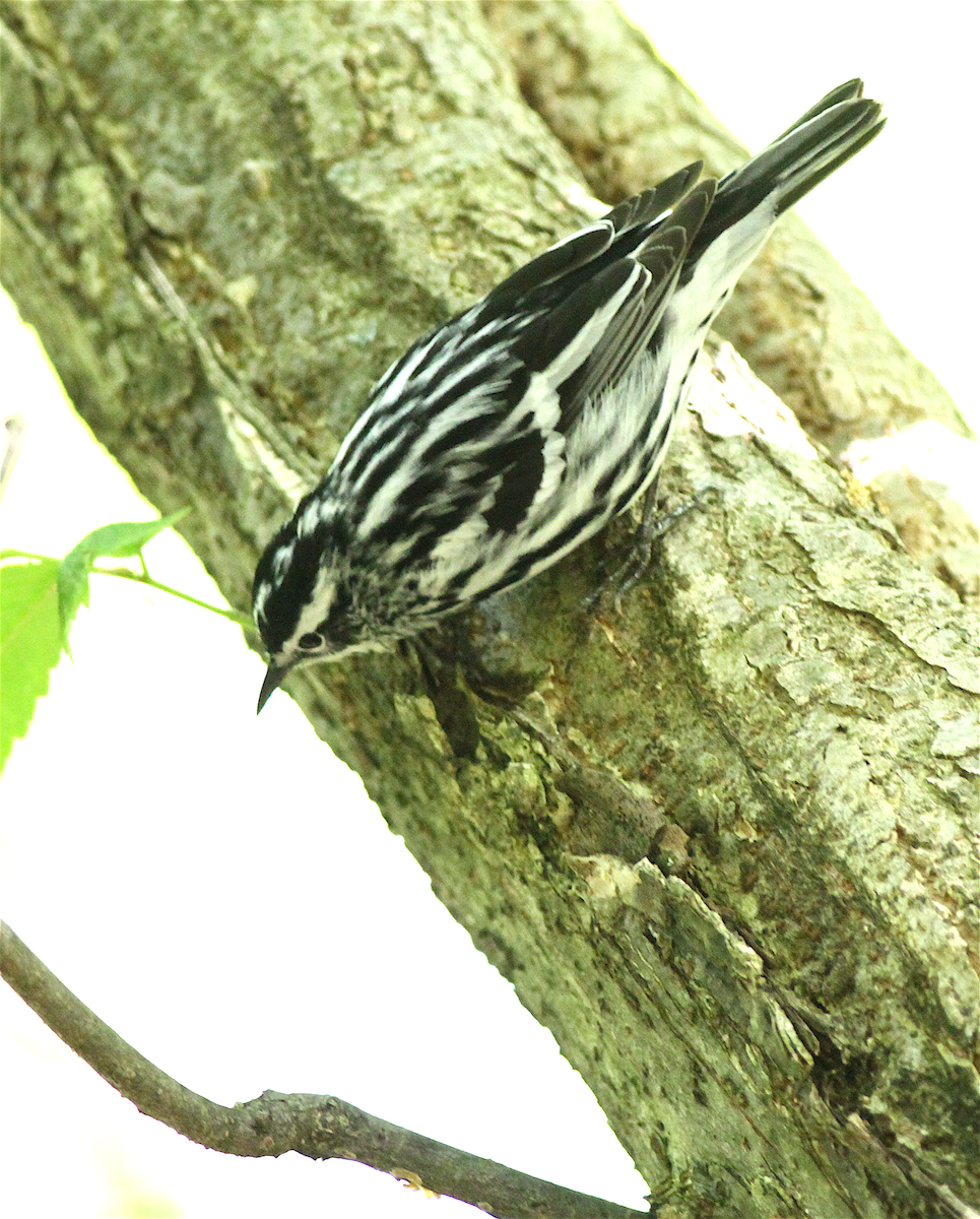 Black-and-white Warbler - Anonymous