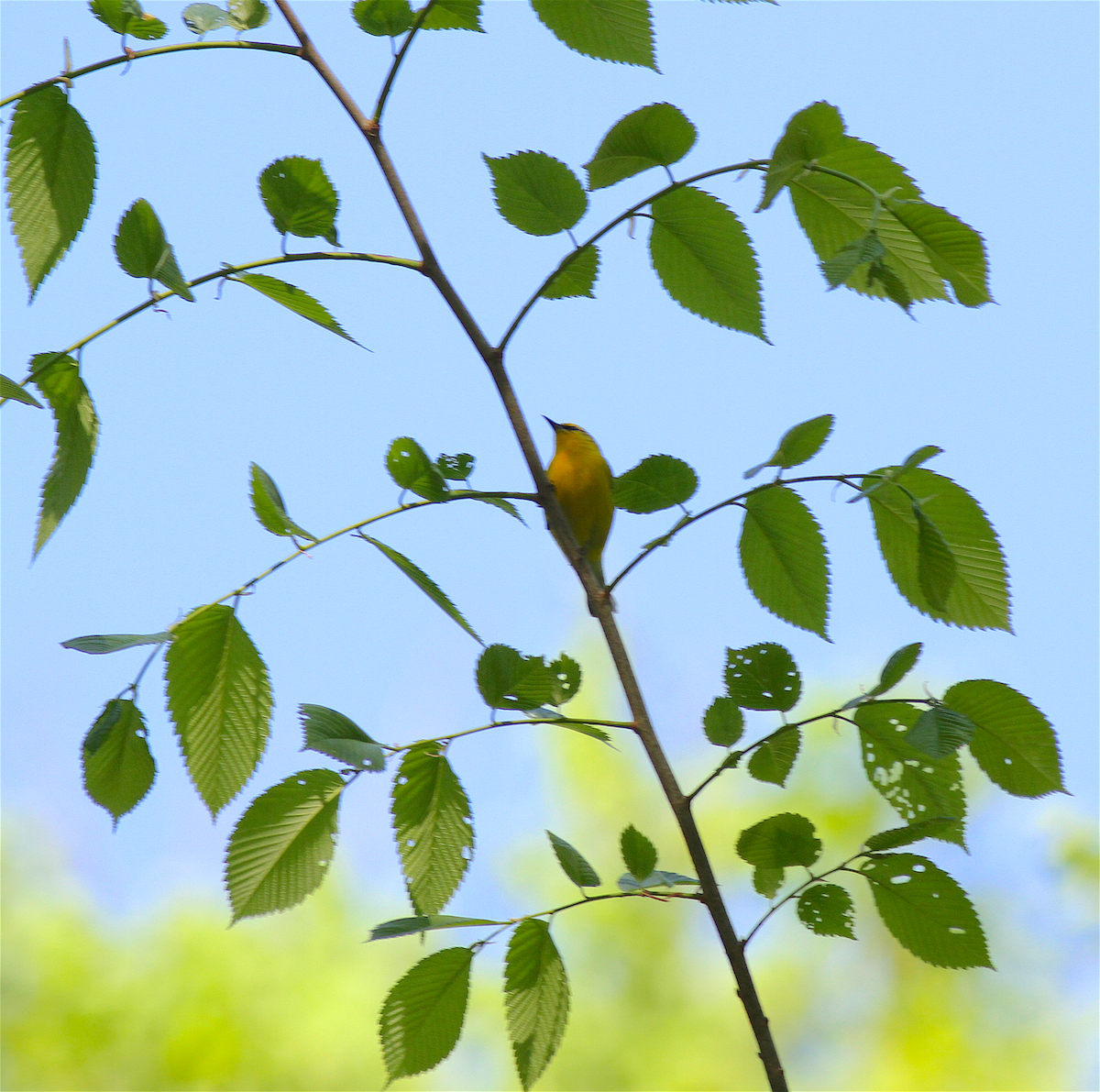 Blauflügel-Waldsänger - ML140841671