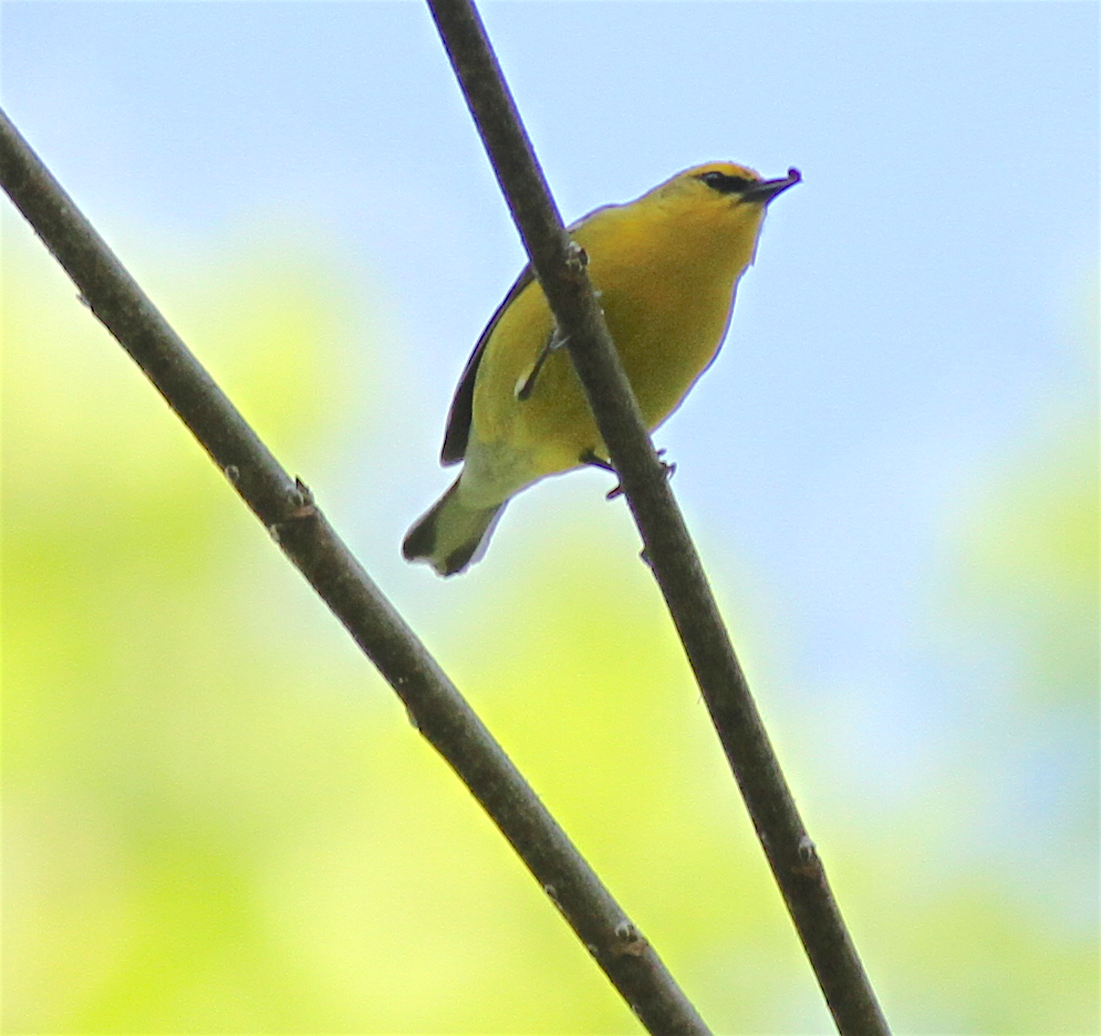 Blauflügel-Waldsänger - ML140841841