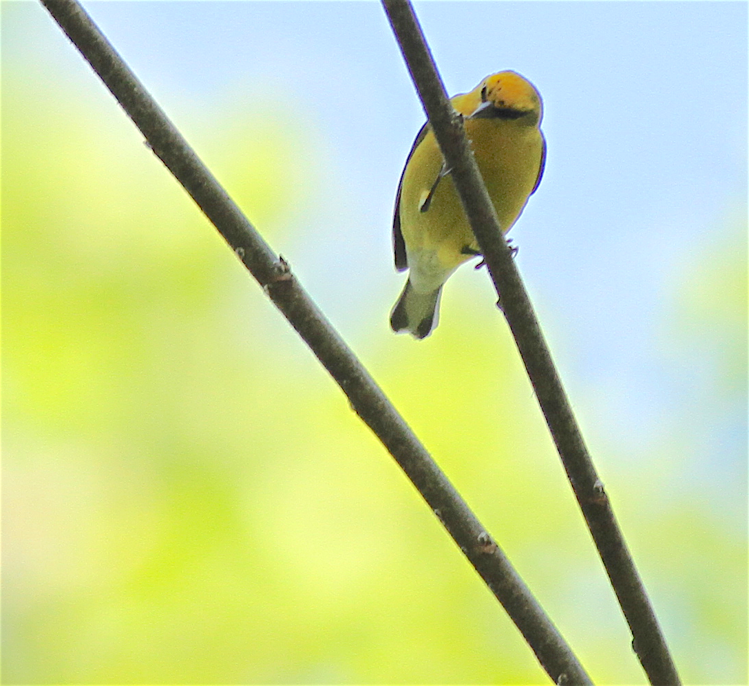 Blauflügel-Waldsänger - ML140841901