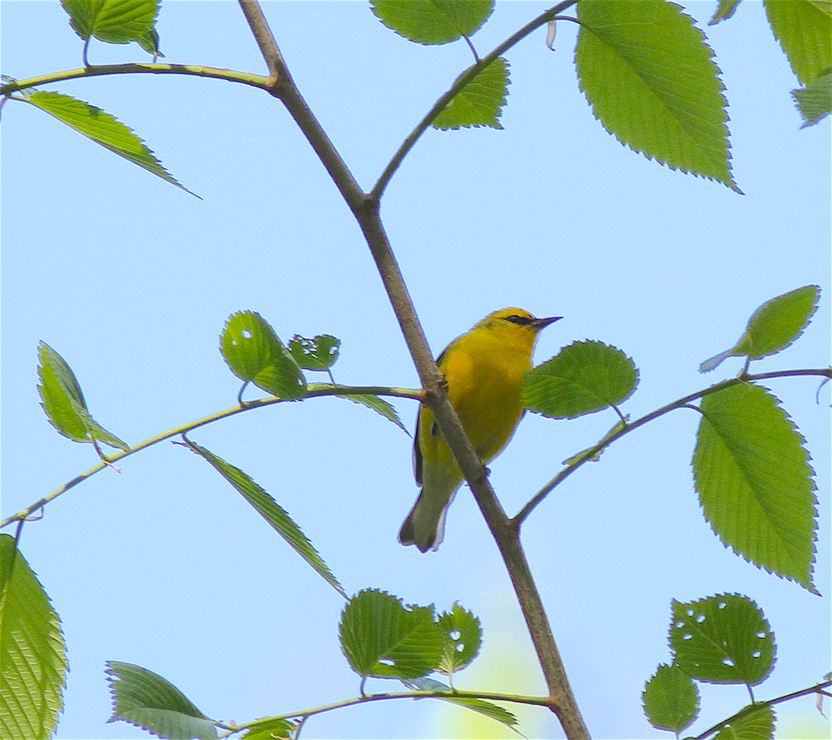 blåvingeparula - ML140841921