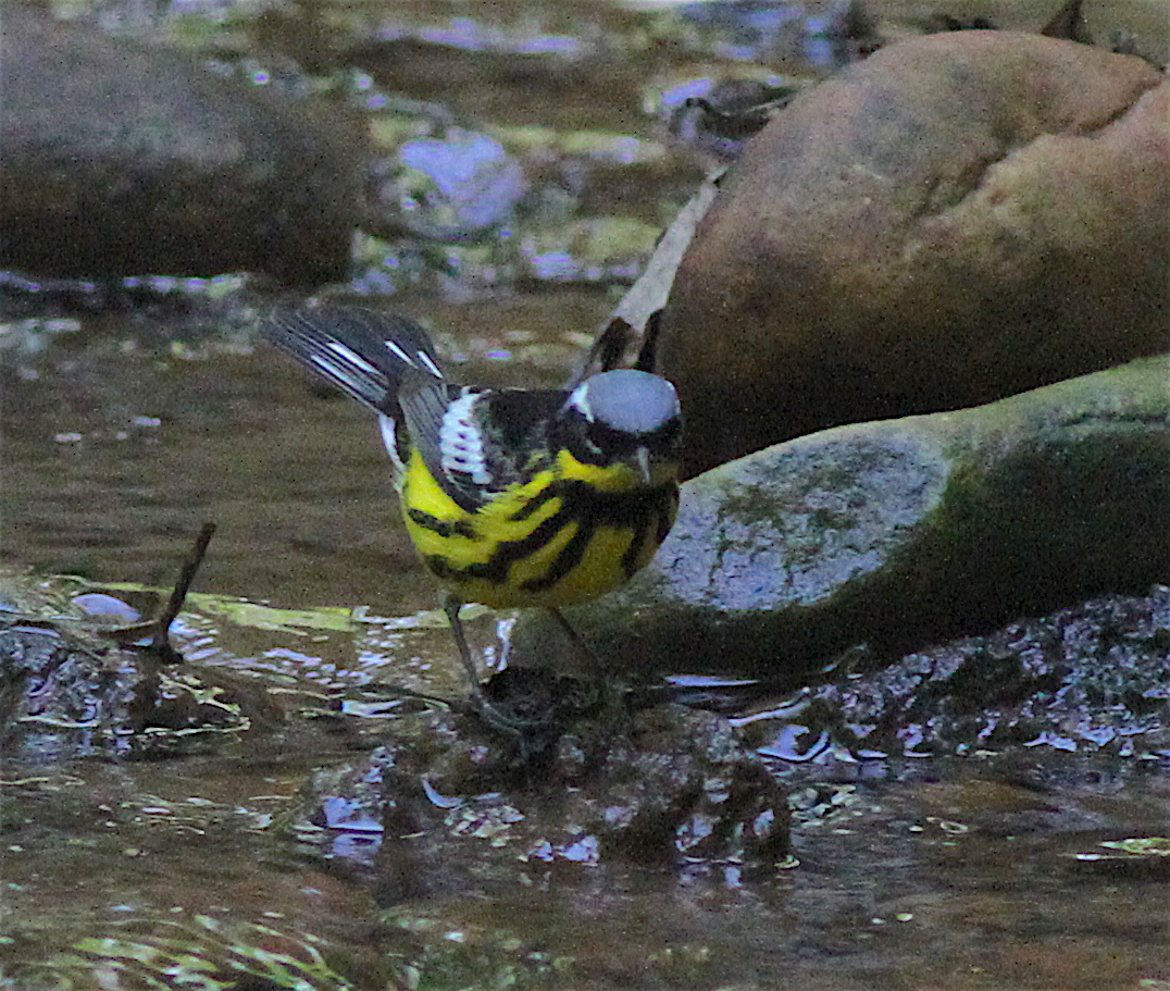 Magnolia Warbler - ML140842201