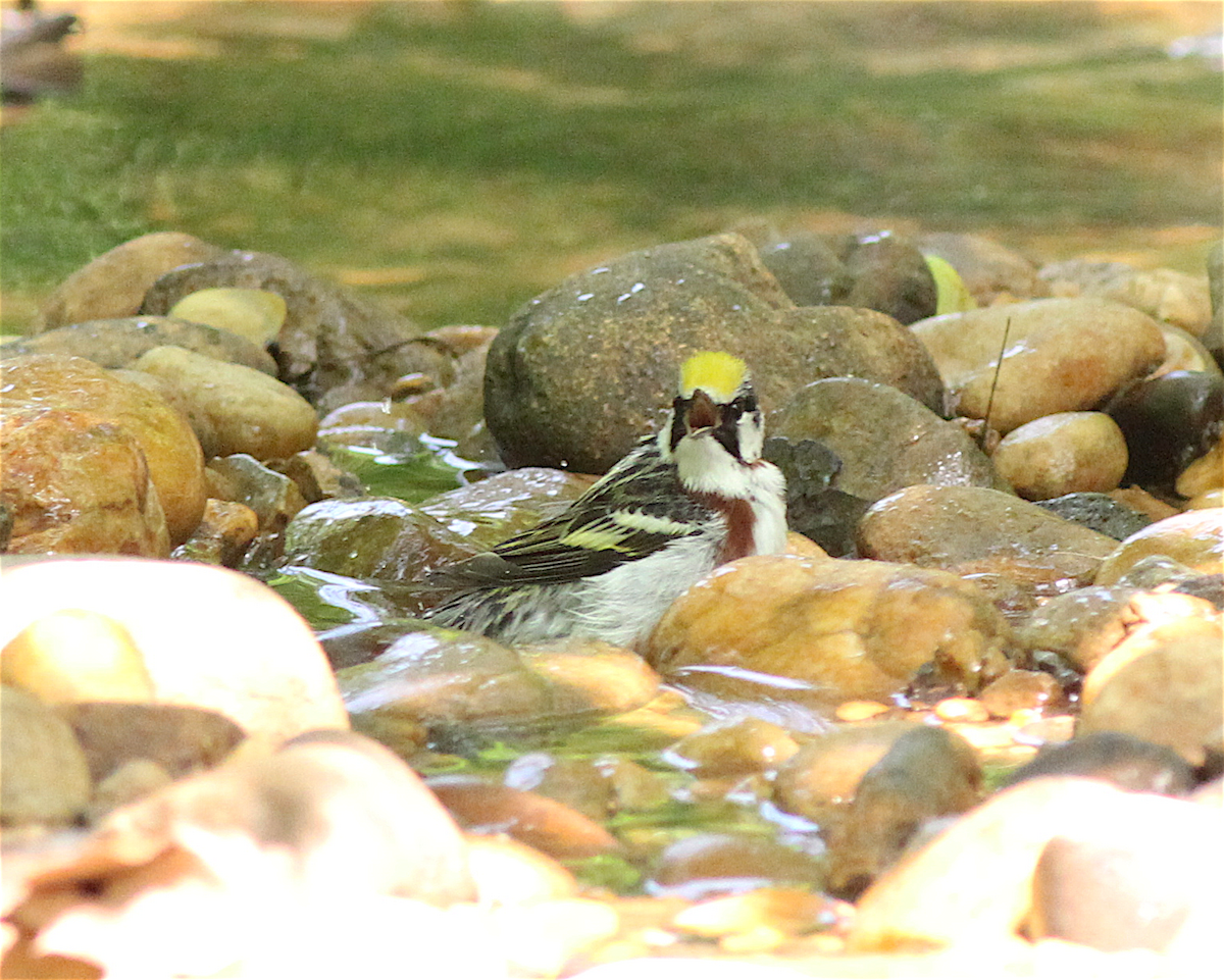 Chestnut-sided Warbler - ML140842261