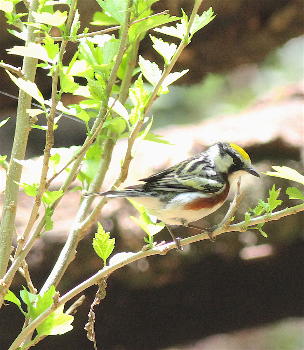 Chestnut-sided Warbler - ML140842621