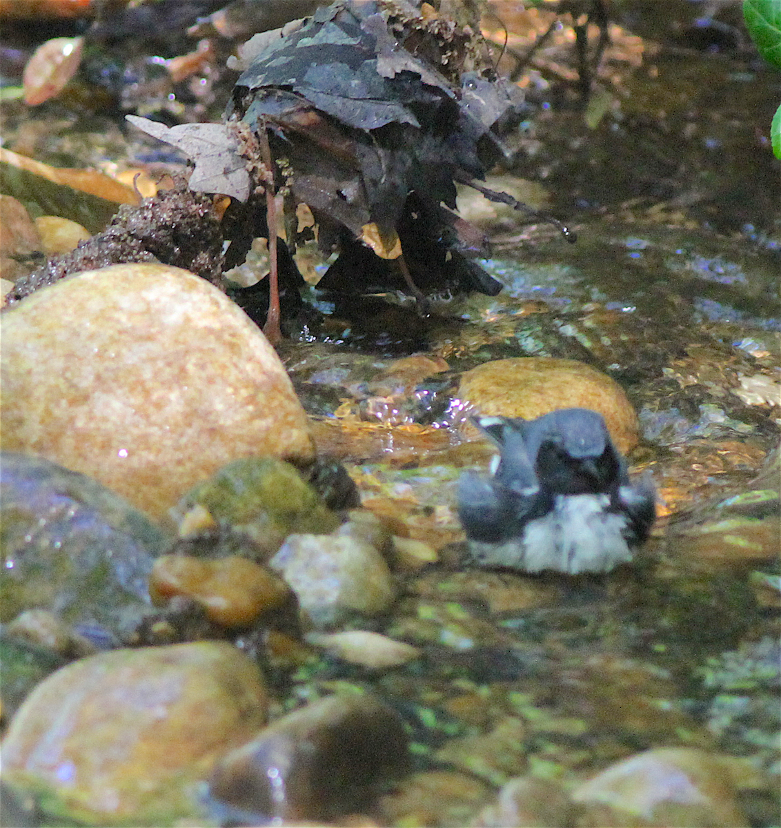 Black-throated Blue Warbler - ML140842661