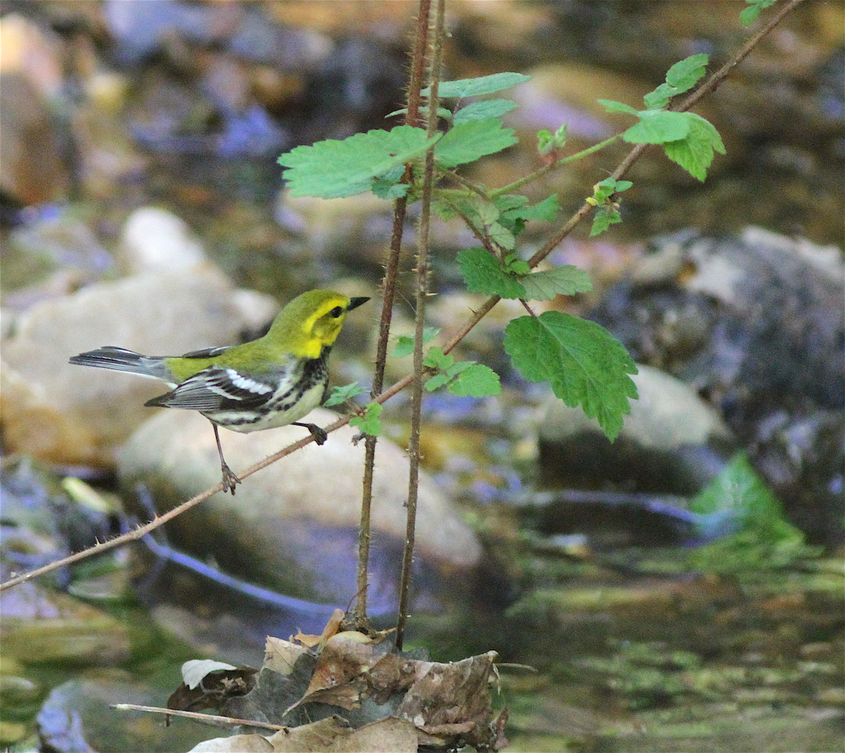 Grünmantel-Waldsänger - ML140842701