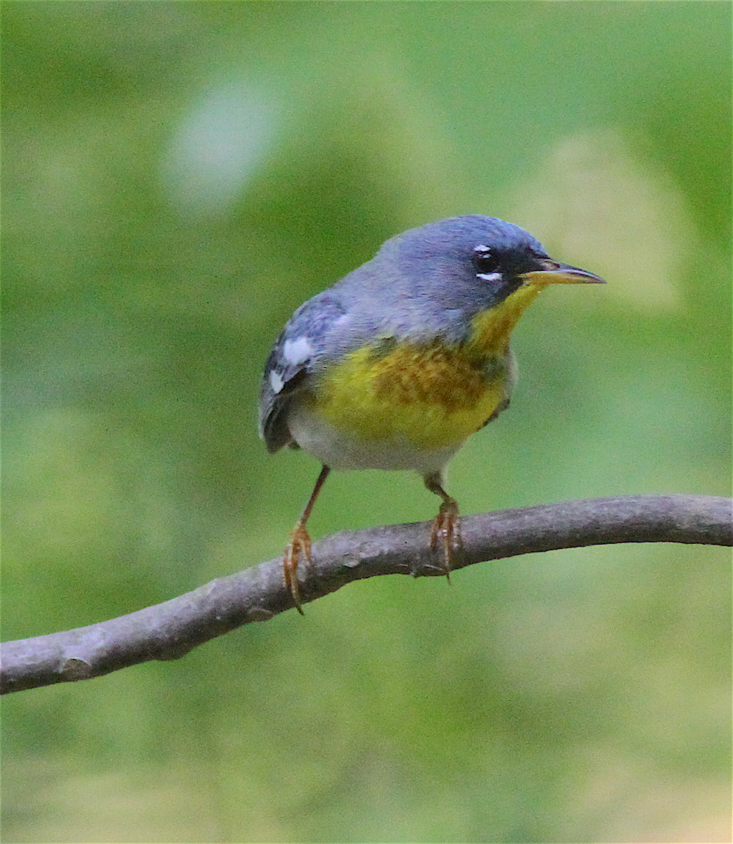 Paruline à collier - ML140843221