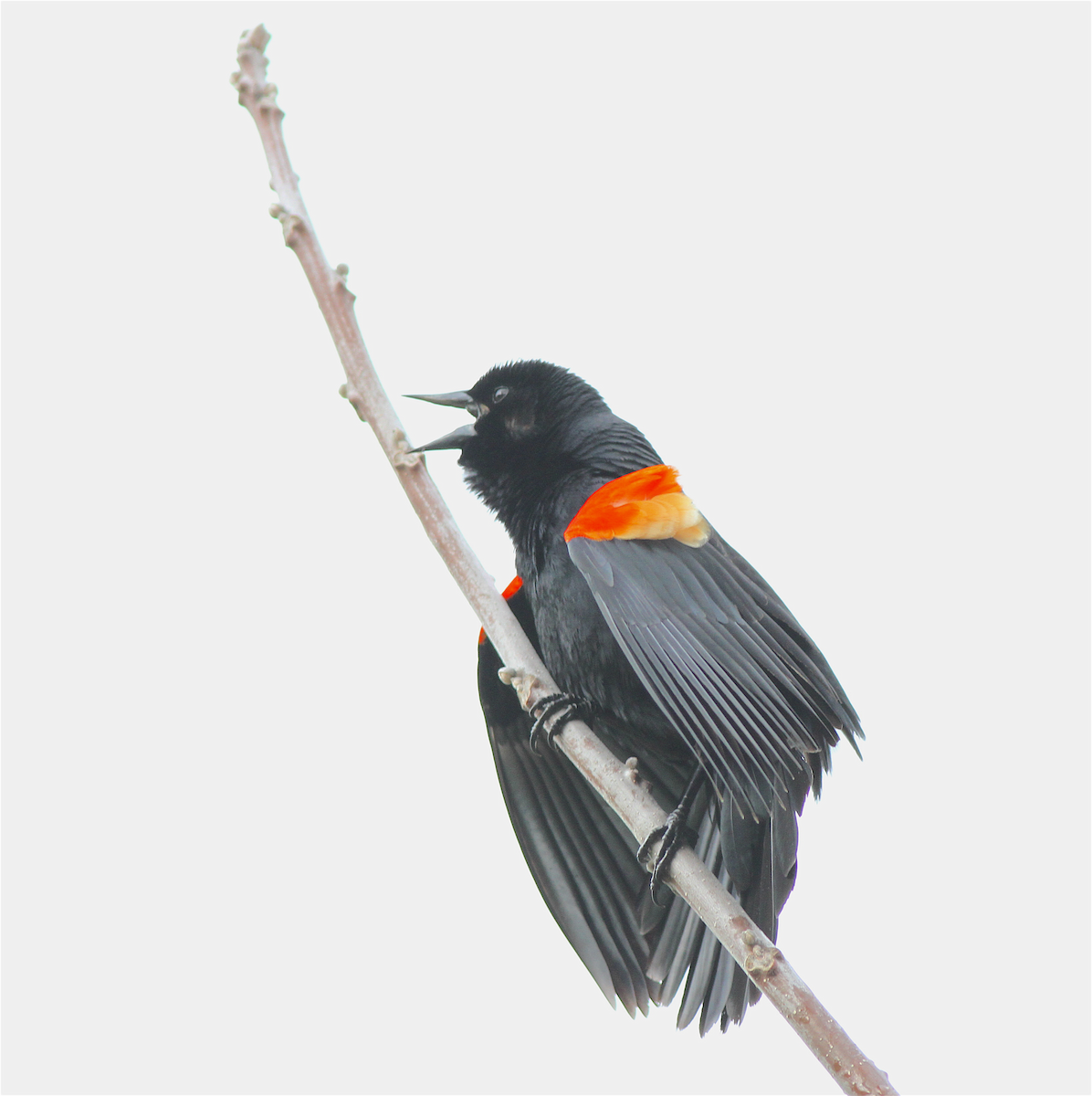 Red-winged Blackbird - ML140843391